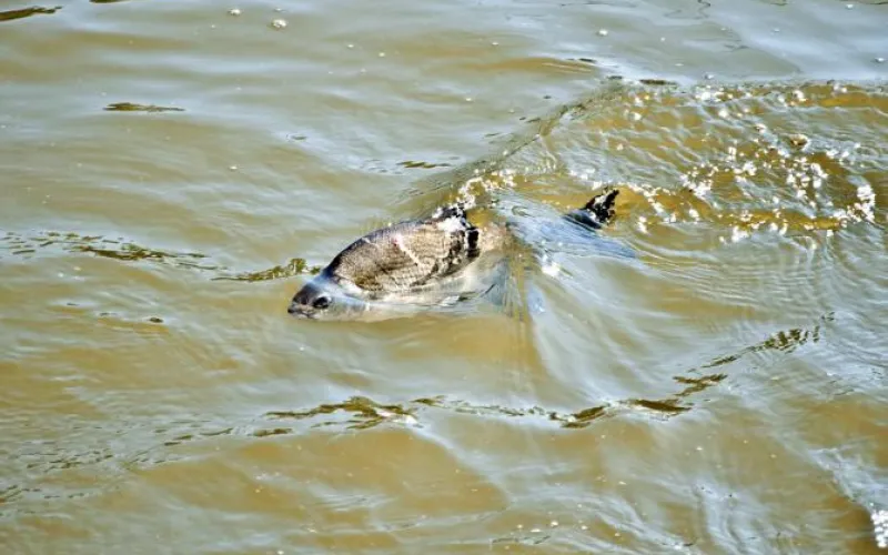 Подтопление началось в частном секторе Барнаула