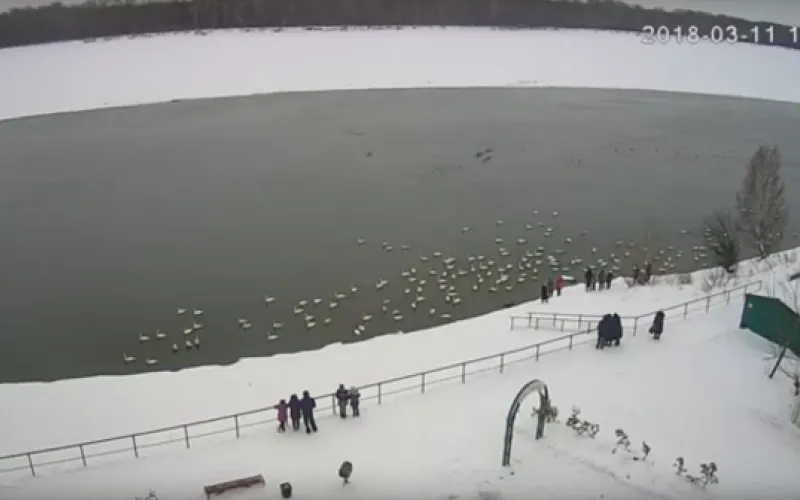 Веб-камеры К24: жители Алтайского края кормят лебедей 