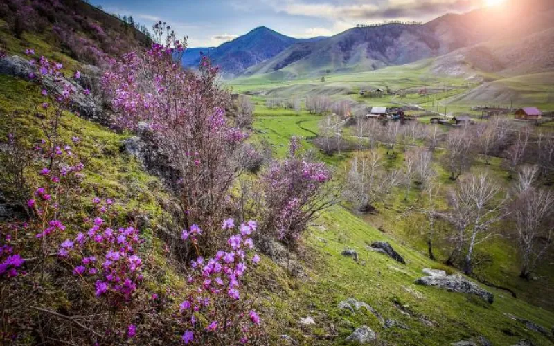 Что важно знать гостям «Цветения маральника» о главном символе праздника