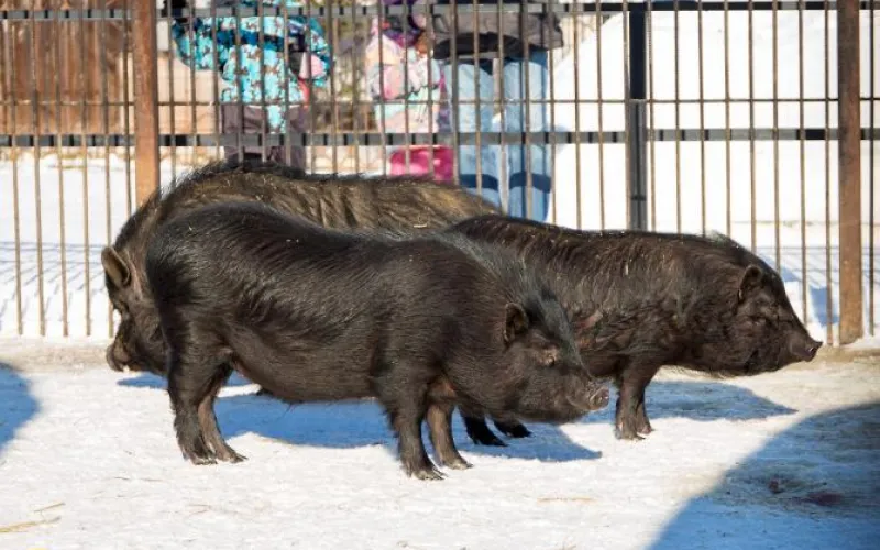 Барнаульский зоопарк показал подросших питомцев