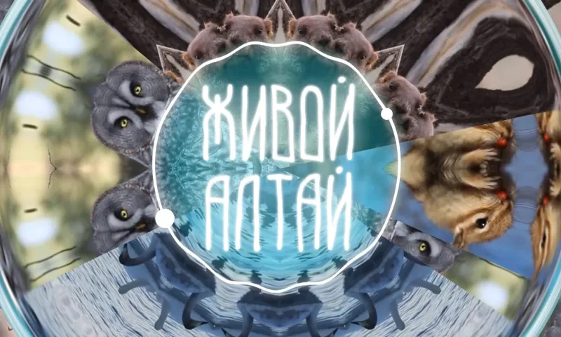 Проект «Живой Алтай»: как выглядит ушастая сова