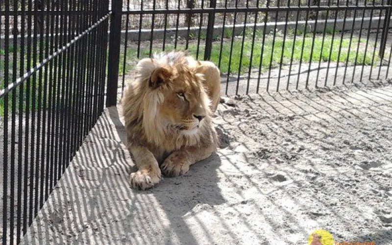 Грозный лев Алтай и игривая пума Рони развлекают гостей зоопарка