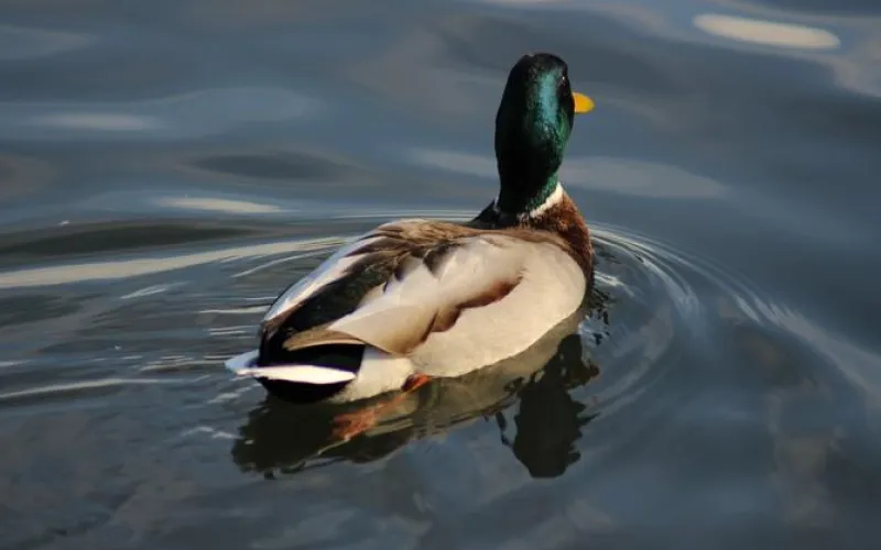 Путёвки на добычу боровой дичи начали выдавать в Алтайском крае