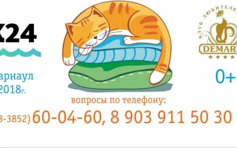 Жителям Барнаула предлагают сделать лежанки для кошек