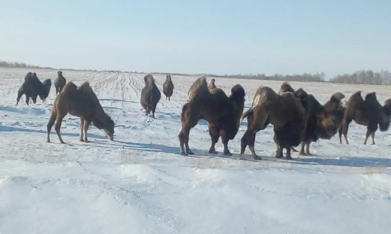 Видео: верблюд перегородил трассу в Алтайском крае