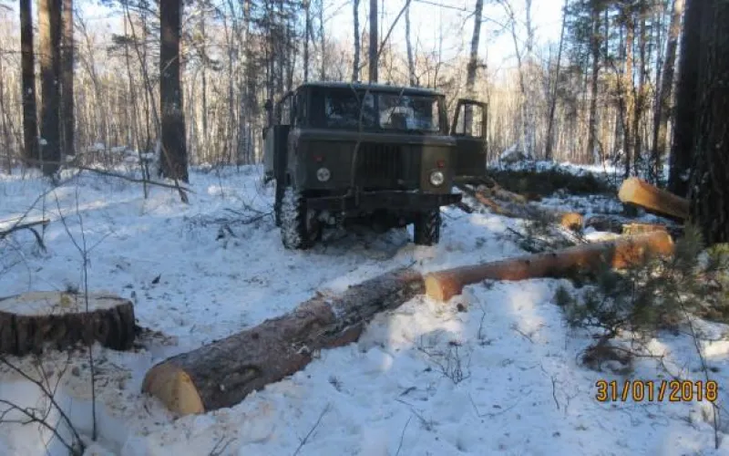 Ущерб более чем на 1 млн рублей причинили «чёрные лесорубы»