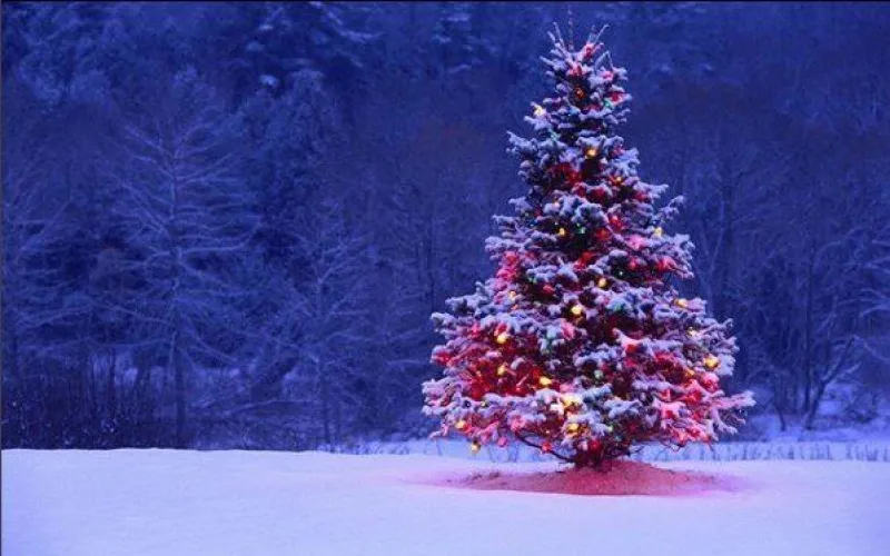 Как украсили новогодние ели жители Алтайского края? 