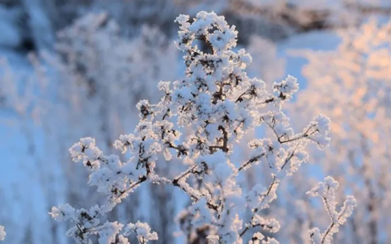 Пользователи социальных сетей делятся фотографиями заснеженных пейзажей Алтайского края 