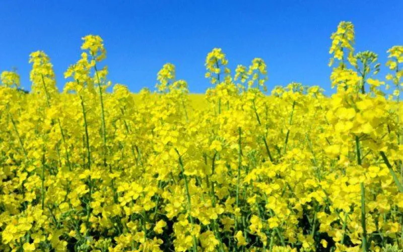 В Алтайском крае производство рапса выросло более чем наполовину 