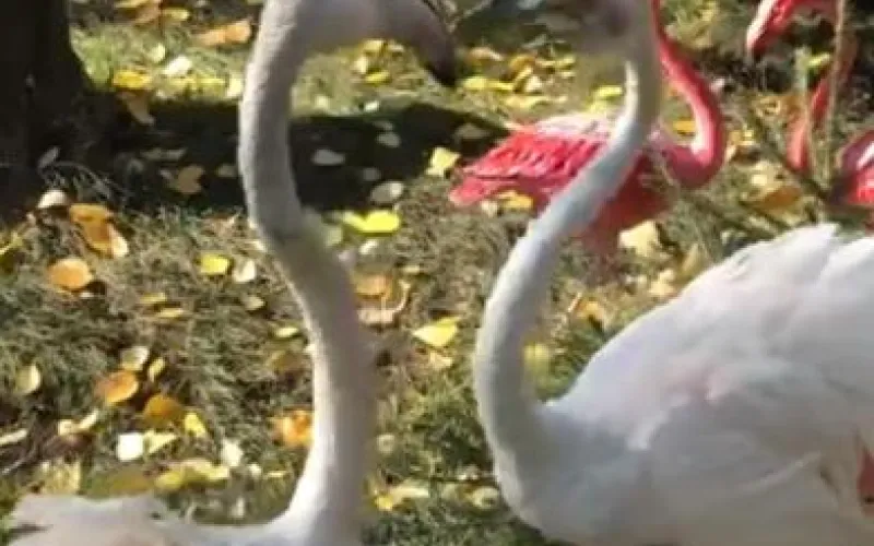 Танец фламинго сняли в барнаульском зоопарке