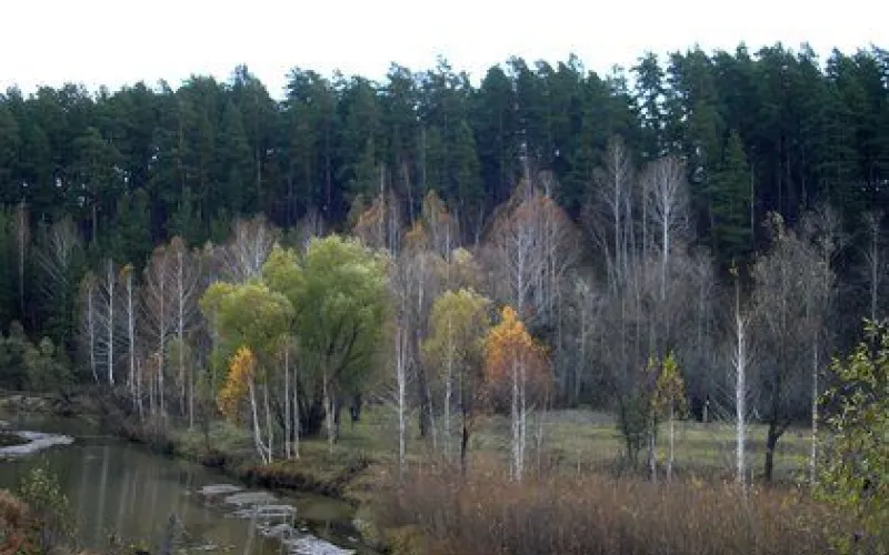 Туркластер «Ленточный бор» в Барнауле нашел первых инвесторов