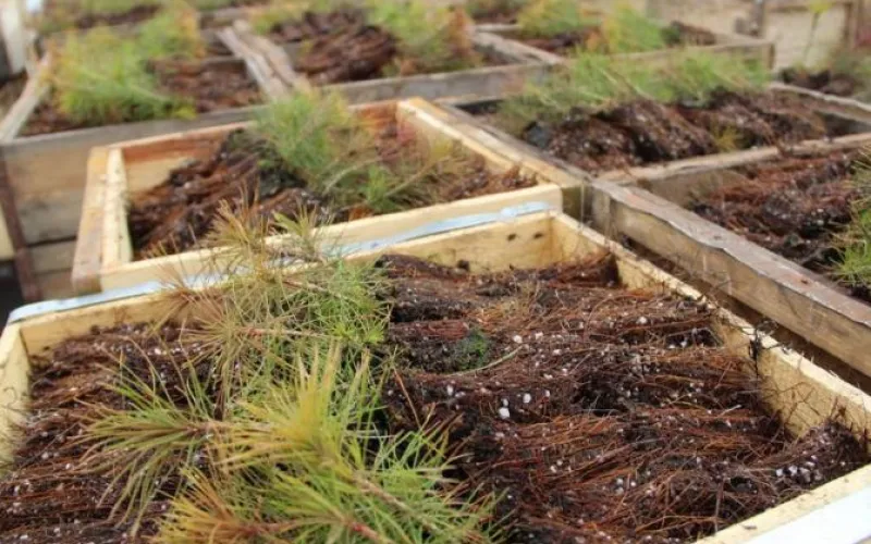 Лесовосстановительные работы проведут в Алтайском крае