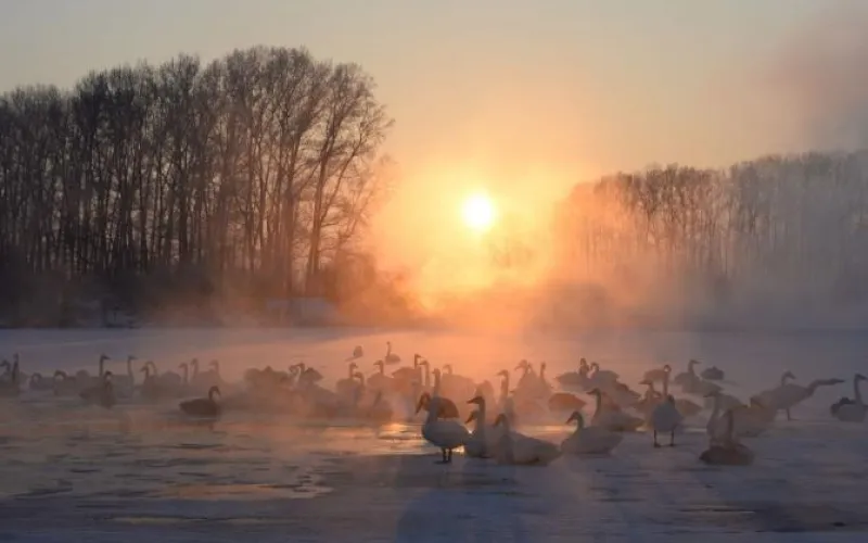 Птицам в лебедином заказнике стали давать по 300 килограммов корма в день