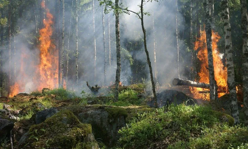 Пожар ликвидировали на границе Алтайского края и Казахстана