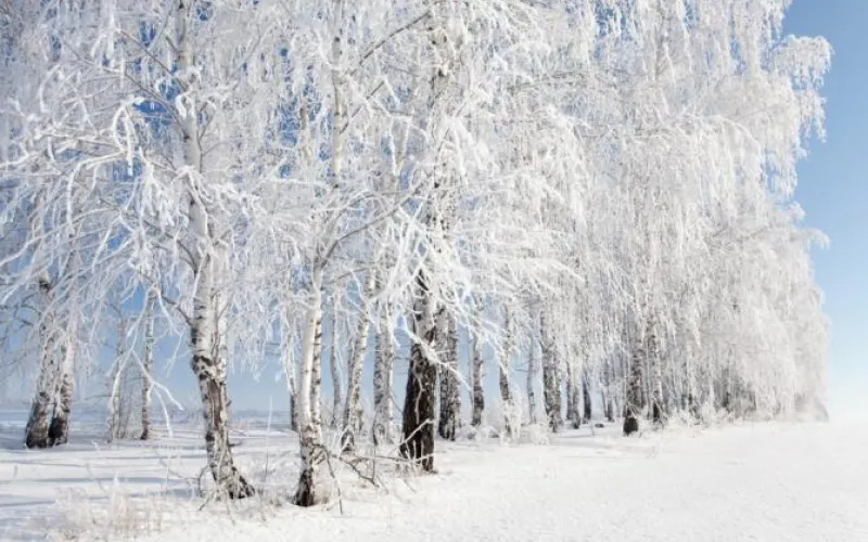 Недобор осадков и волны тепла: какой была зима в Алтайском крае?