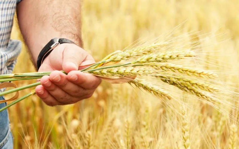 Юные аграрии из разных уголков России соберутся на слёте «АгроСтарт» в Барнауле