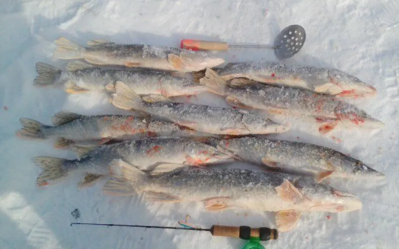 Огромные щуки и маленькие подлещики: подборка улова алтайских рыбаков 