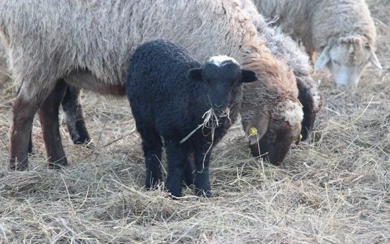 Поголовье овец и коз в фермерских хозяйствах Алтайского края увеличилось