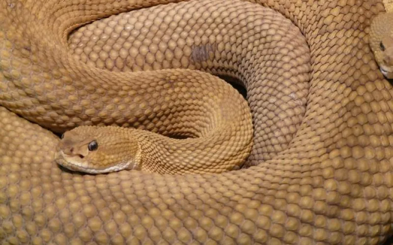 Жителя Рубцовска укусила гадюка