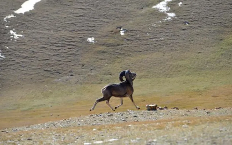 Горных баранов из Новосибирского зоопарка отпустили на волю на Алтае