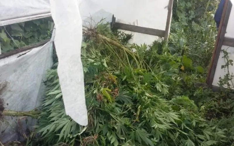 Около 9 килограммов наркотиков изъяли полицейские у жителя Рубцовска