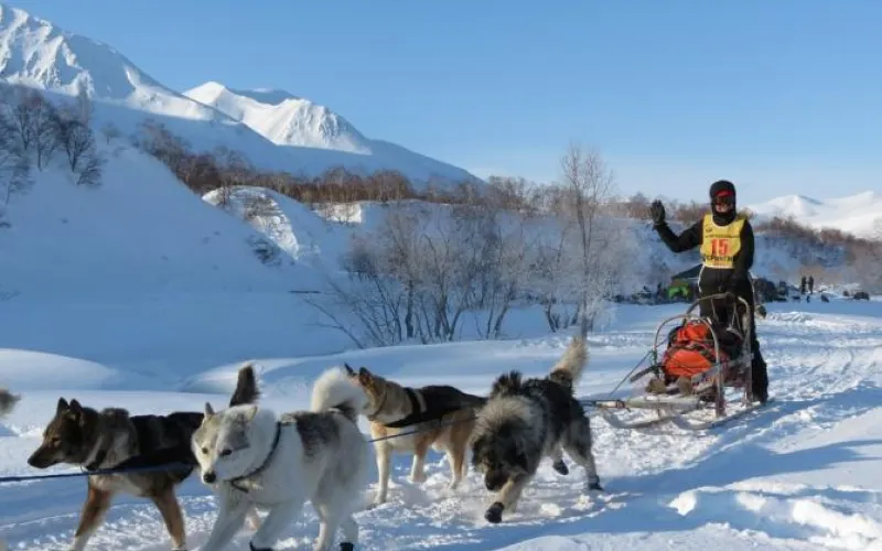 Гонка-буксировка на собачьих упряжках состоится в Барнауле 23 февраля