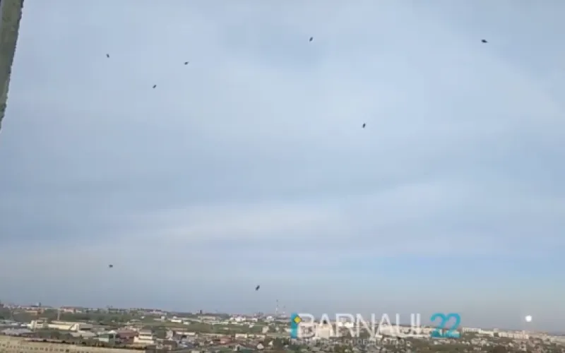 Клопы атакуют барнаульские многоэтажки 