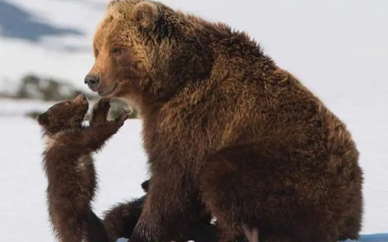 Фильм «Медведи Камчатки. Начало жизни» покажут в Барнауле