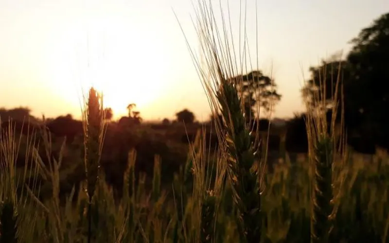 Обучение в агроклассах предлагают выпускникам сельских школ в Алтайском крае