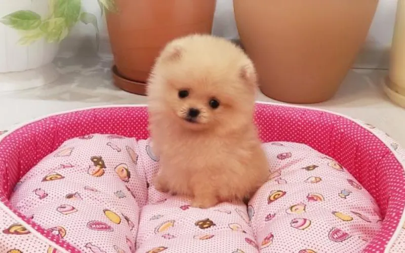 Жительницу Барнаула обманули при покупке породистого щенка