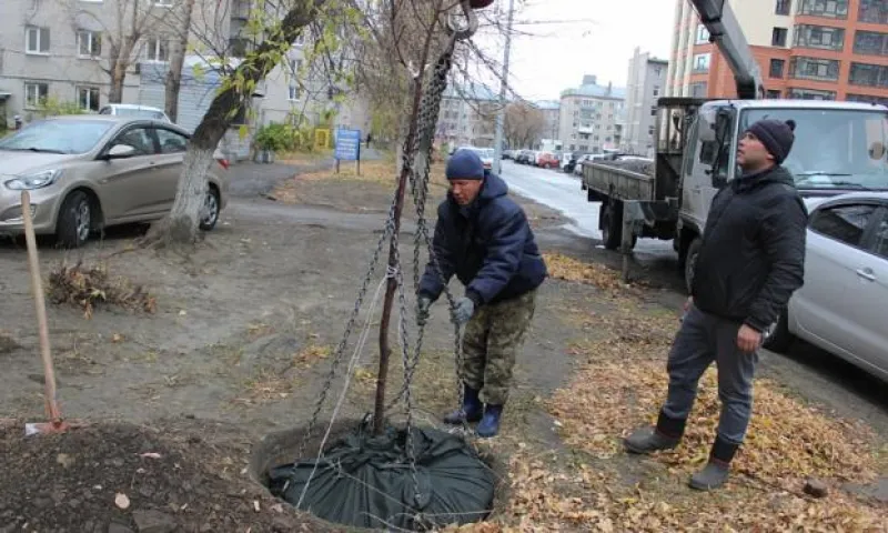 Новые деревья высадили  в центре Барнаула