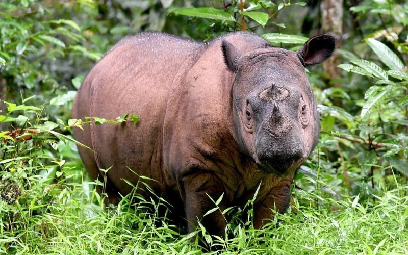 Умер последний известный самец суматранского носорога в Малайзии