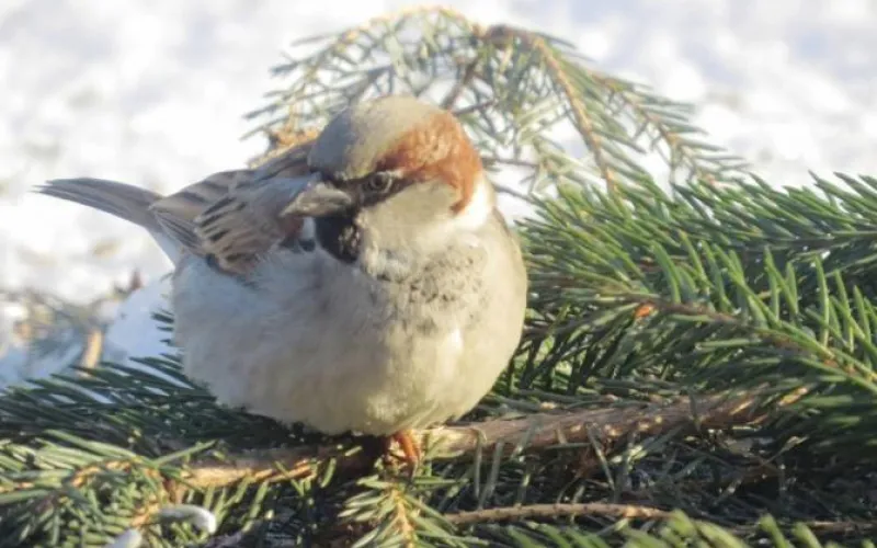 Фотографы Алтайского края приняли участие в соревнованиях по спортивной орнитологии 