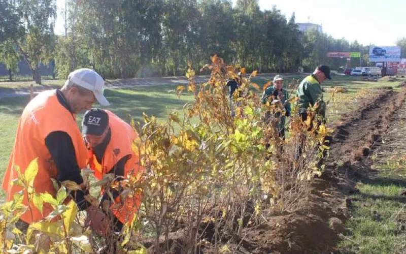 Живую изгородь установят на улице Малахова в Барнауле