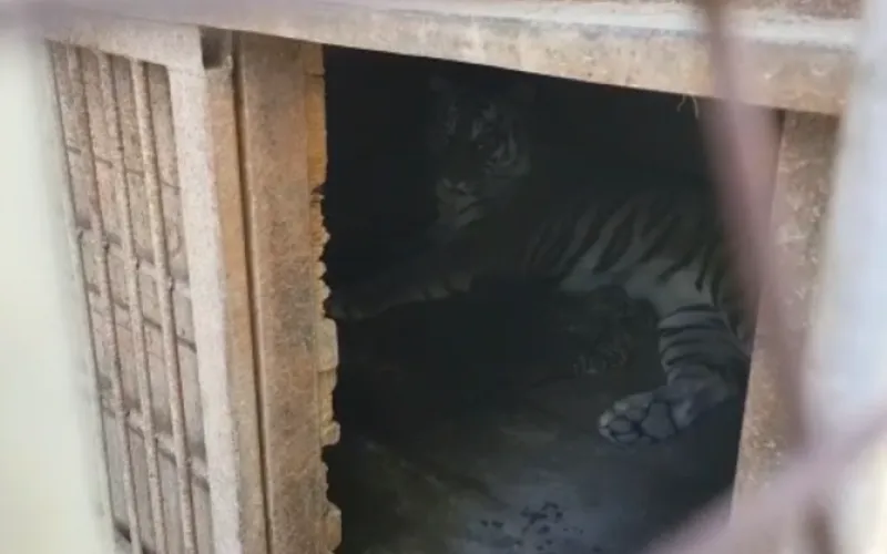 Тигрица родила 6 тигрят в барнаульском зоопарке 