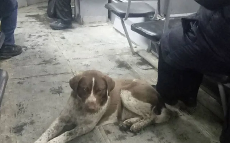 Пёс-заяц: как позаботиться о своей шкуре в холода?