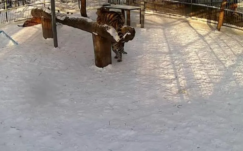 Веб-камеры К24: тигрятам в барнаульском зоопарке исполнилось полгода