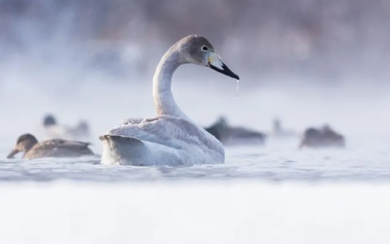 Подведены итоги конкурса «Живой Алтай»