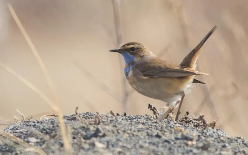 Соловьи прилетели в Алтайский край