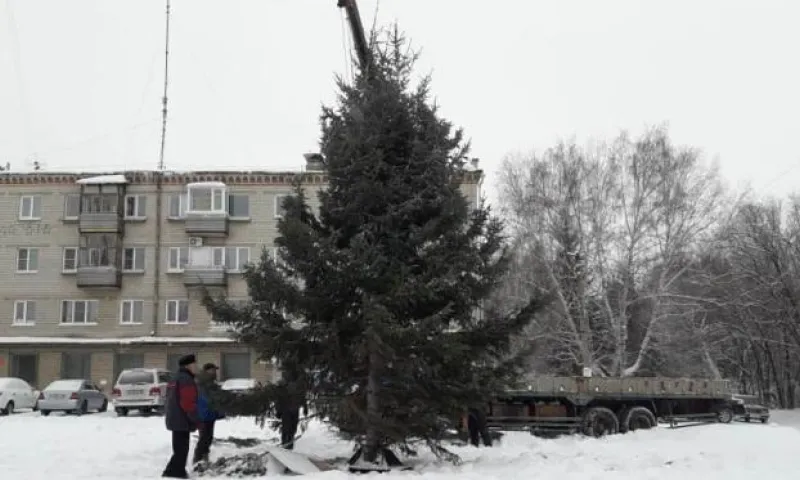 Голубую ель установили в Барнауле