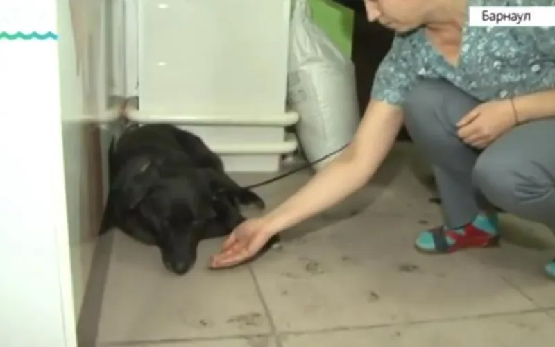 Массовое отравление собак в одном из барнаульских дворов привлекло внимание общественности 