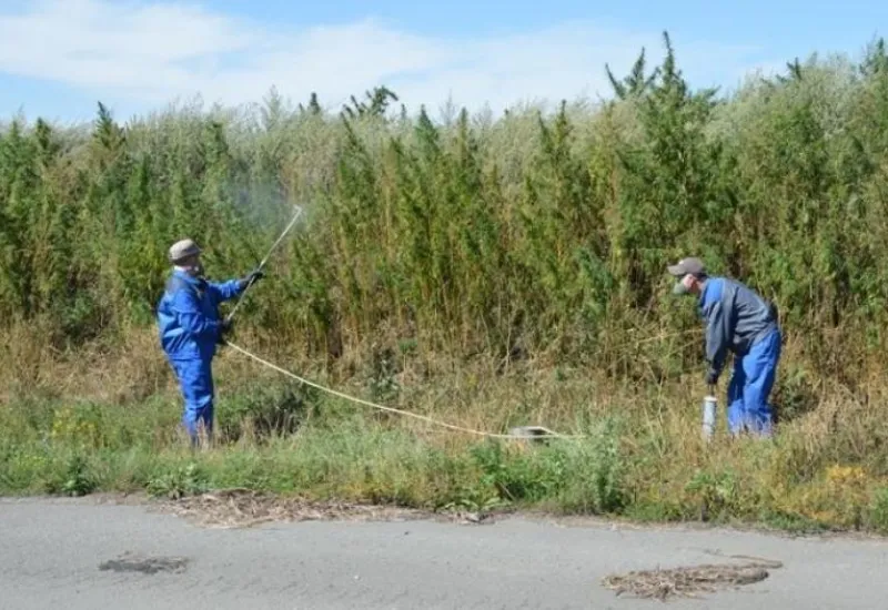 За лето в Барнауле планируют уничтожить 25 гектаров дикорастущей конопли 