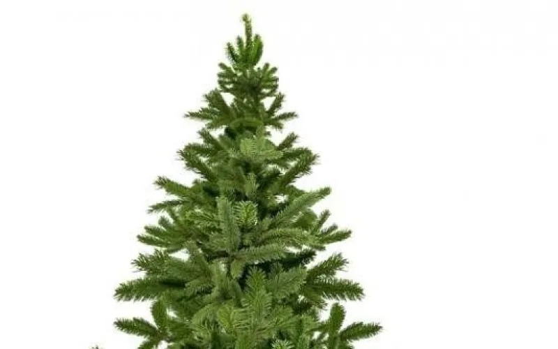 Пункты приёма живых новогодних елей будут работать в Барнауле 