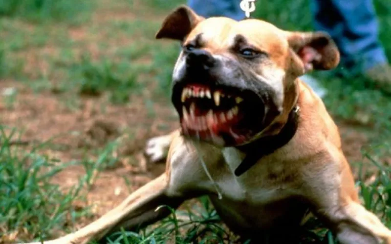 Жительница Алтайского края получила почти 100 000 рублей за укус собаки 