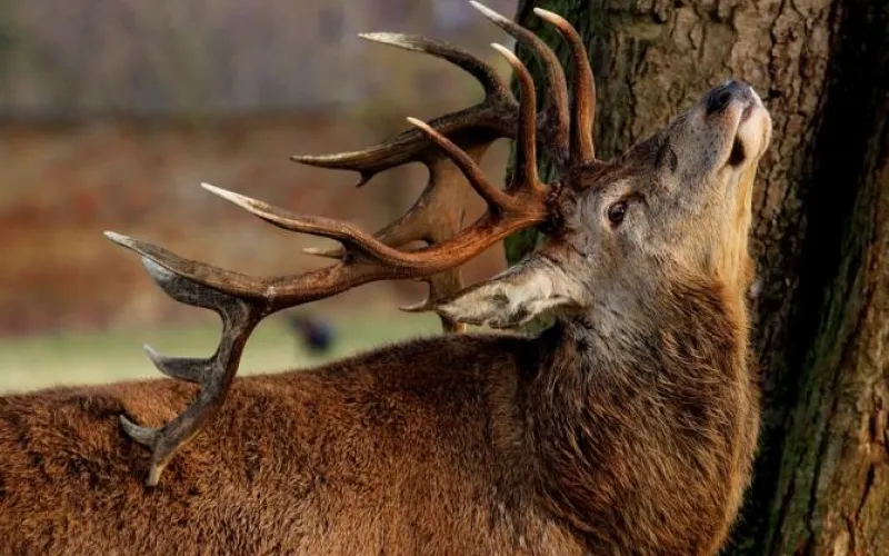 Алтайские олени переехали в Приморье 