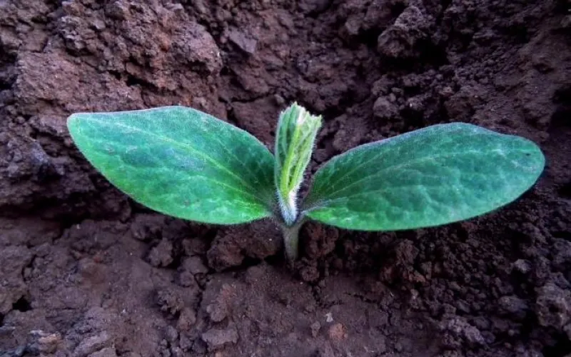 Расписание садоводческих маршрутов изменится в Барнауле