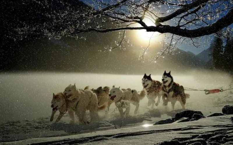 Алтайская федерация ездового спорта взойдет на Бабырган