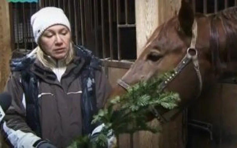 Телеканал «Катунь 24» совместно с общественным движением «Мусора.Больше.Нет, Барнаул» организовал сбор хвойных деревьев в рамках акции «Ёлки, Палки, Пять Бизонов»