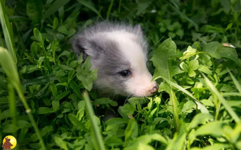 Песцы родились в зоопарке в Барнауле
