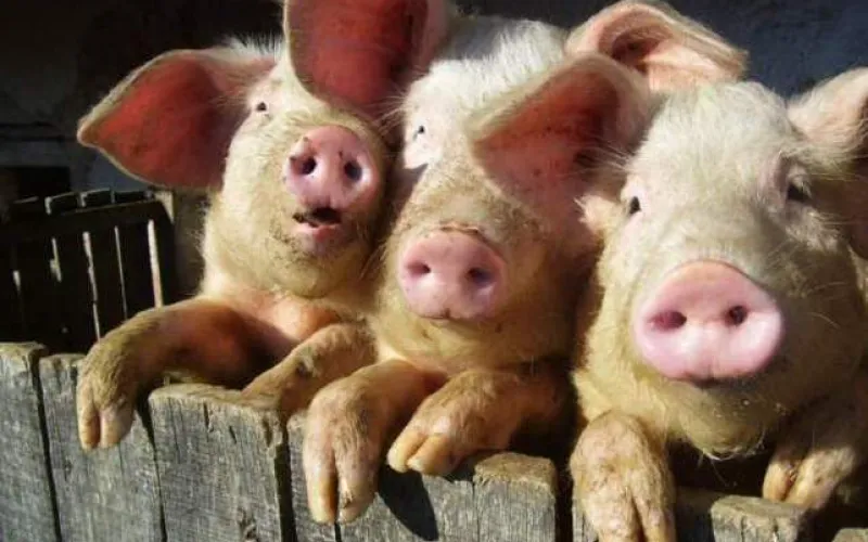 Поголовье свиней в Алтайском крае за год увеличилось на 21%